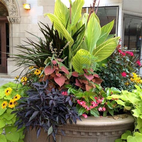 Grow Vibrant Tropical Plants In Pots With Full Sun Exposure