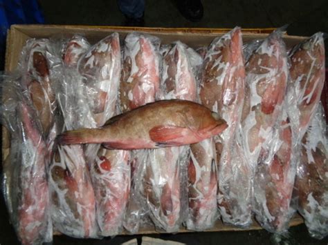 Reefcod At Best Price In Veraval Gujarat Jamadar Exports