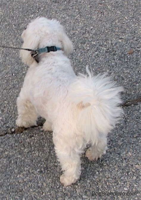 Pictures Of Adult Shihchons