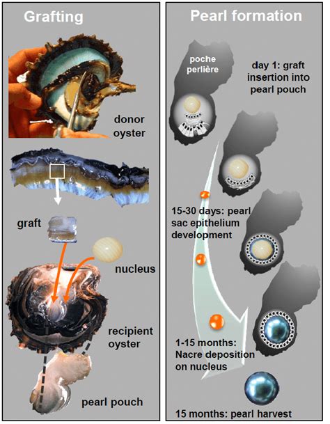 The Different Steps Of The Grafting Process And Pearl Formation In The Download Scientific