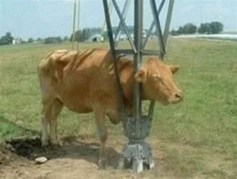 Ten Poor Cows Who Have Managed To Get Their Heads Stuck