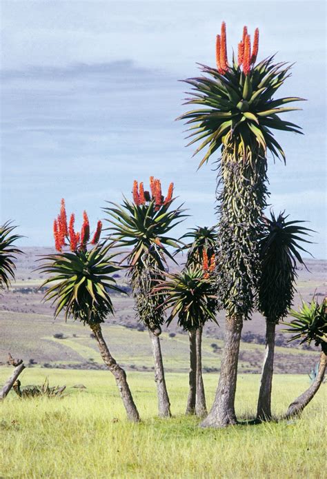 Aloe Description Genus Plant Leaf Uses And Facts Britannica