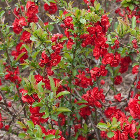 Chaenomeles Scarlet Storm Slovensketrvalkysk