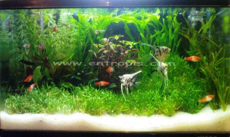 Getting started with aquascaping is not difficult. Dekorasi Aquarium Air Tawar ~ Blog Akvodecor.com