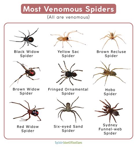 Most Venomous Spiders List With Pictures