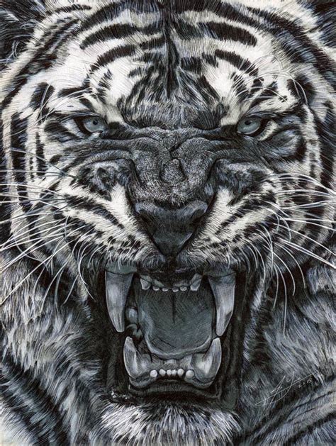 Black And White Tiger Drawing At Explore