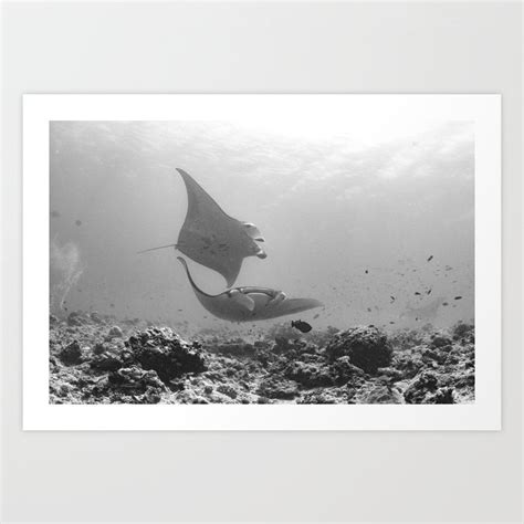 Swooping Manta Rays In Black And White Art Print By Scubaprincess Society6
