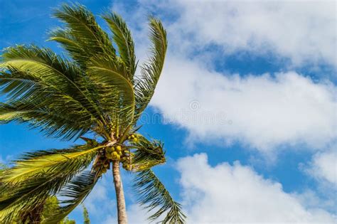 Palm Tree In The Wind Stock Image Image Of Blue Coconuts 83518029
