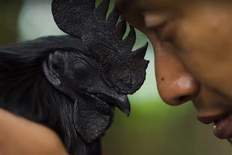 Indonesias All Black Chickens Uncrate