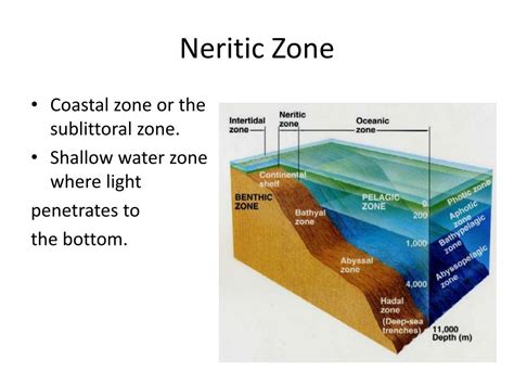What Is The Neritic Zone Ecosystem