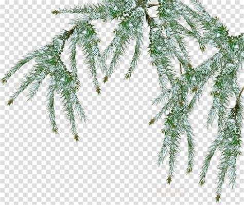 Ponderosa Pine Trees Png