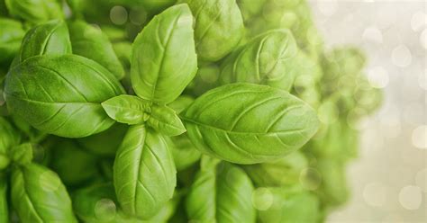 Ils sont efficaces pour éloigner les moustiques, mais seulement dans de très petites zones 8 x source de recherche. Plante contre les moustiques : la solution naturelle