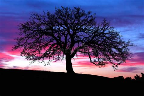 Oak Tree Sunset Stock Photo Image Of Silhouette Destination 3175860