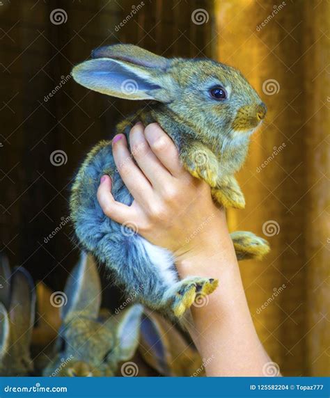Little Rabbit In Children S Hands Stock Photo Image Of Childrens