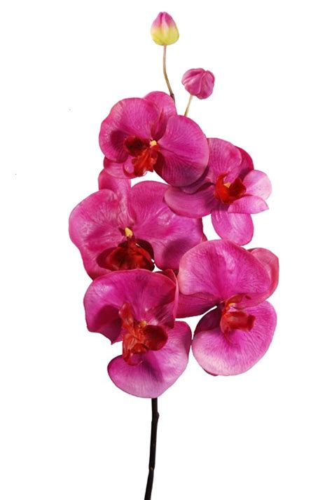 In questa pagina parleremo di Orchidea Tropicale - Phalaenopsis Fucsia | Fiori e Piante ...