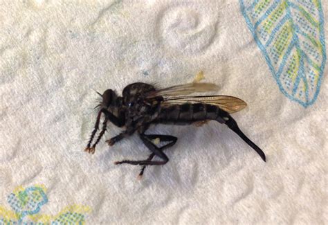Robber Fly Carnage Whats That Bug