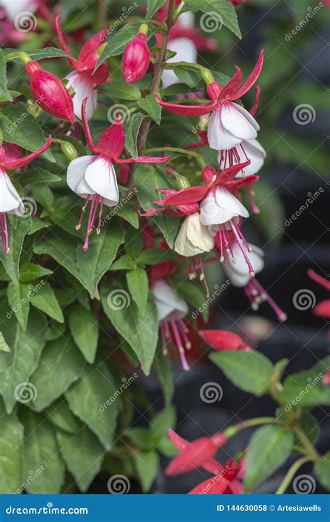 Fuchsia Flowers Red And White Stock Photo Image Of Leaf Colorful