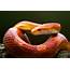 Corn Snake Care Guide  Exotics Keeper Magazine Guides