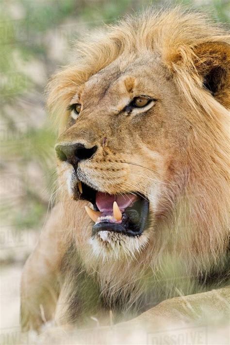 Male African Lion Head Shot Stock Photo Dissolve