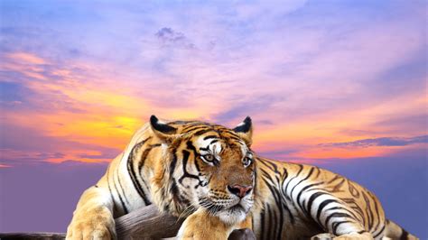 Bengal Tiger Laying Down During Golden Hour Hd Wallpaper Wallpaper Flare