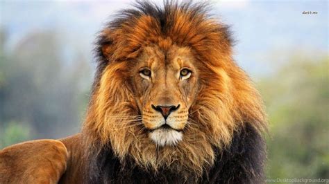 21888 Majestic Lion 1366x768 Animal Wallpaper Desktop Background