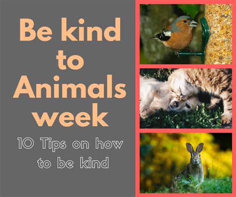 Ten Tips On How To Be Kind Be Kind To Animals Week Compassion Be
