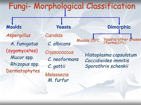 Classification Of Fungi Flowchart