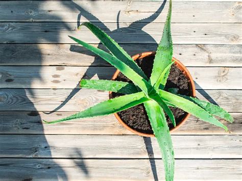 Aloe Vera Plant Leaves Bending Causes And What You Can Do Garden Go Time