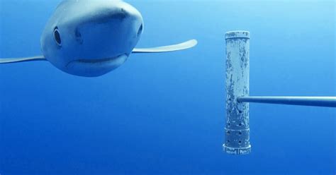 Uk To Fund Underwater Camera Network To Monitor Deep Ocean Wildlife