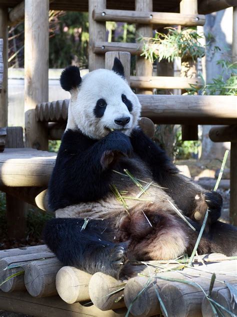 Despite Promising Signs Pandas At Tokyos Ueno Zoo Fail To Mate The