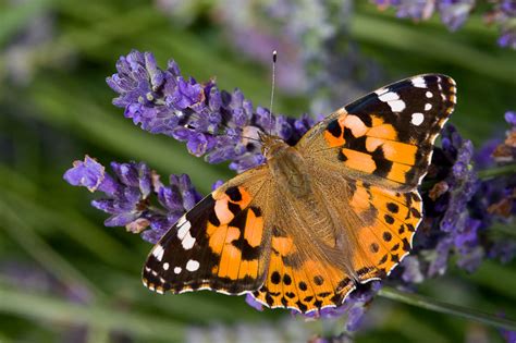 The Painted Lady Butterfly The Garden Of Eaden