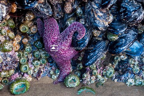 Purple Sea Star And Marine Life Cannon Beach Photo