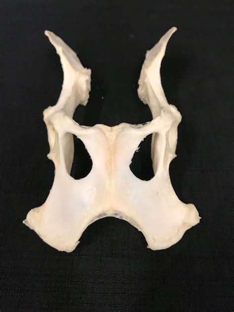 Three bones develop from separate ossifications, within a single cartilage plate. Dog Pelvis