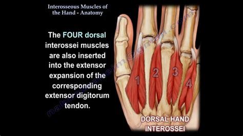 Interosseous Muscles Of The Hand Anatomy Everything You Need To Know