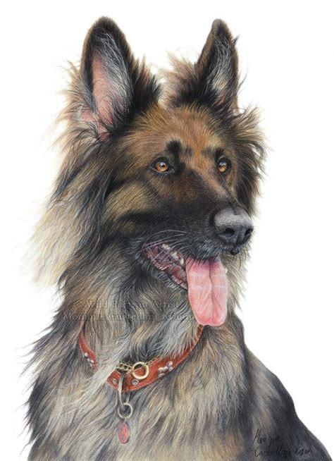 Coloured Pencil Pet Portrait German Shepherd Dog Commission Custom