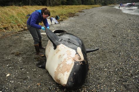 Researchers Learn More About Dead Orca Near Petersburg Kfsk