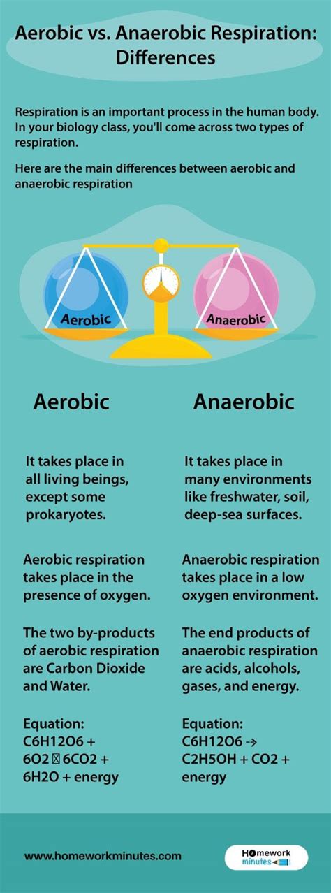 Aerobic Vs Anaerobic Respiration Differences Anaerobic Respiration