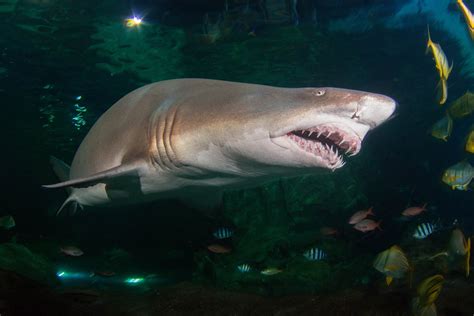 Creature Case Study Sand Tiger Shark Blue Planet Aquarium