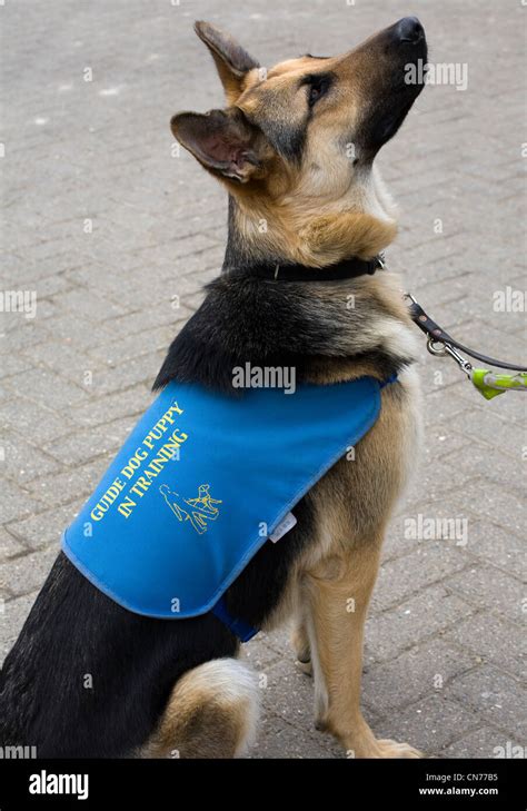 Alsatian German Shepherd Dog Breed Guide Dog For The Blind And Stock