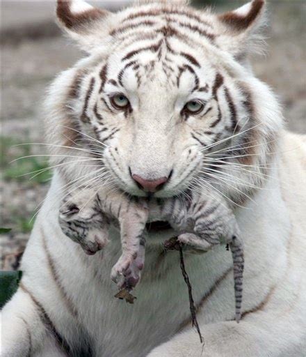 white albino tigers | White & albino animals | Pinterest