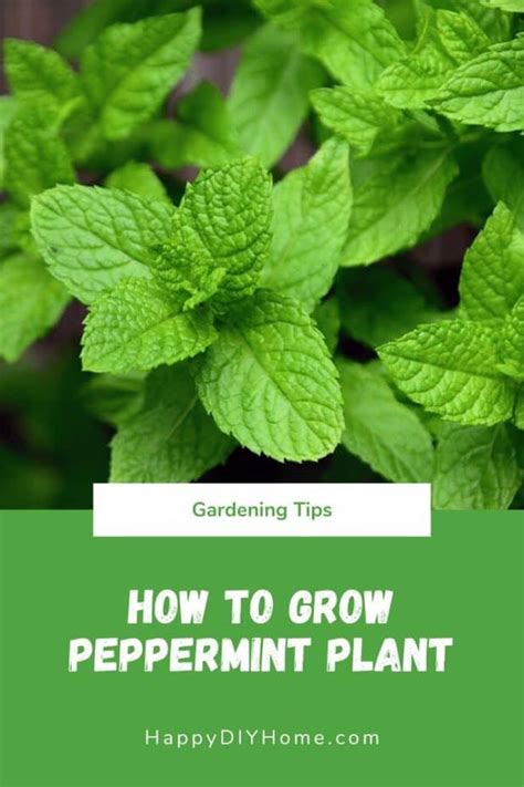 How To Grow Peppermint Plant Happy Diy Home