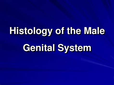 Ppt Histology Of The Male Genital System Powerpoint Presentation