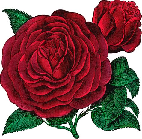 Vintage Rose Designs