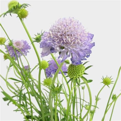 Lavender Scabiosa Flowers 10 Bunches Wholesale Blooms By The Box