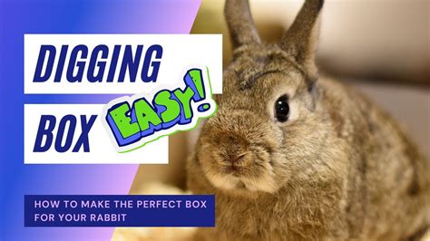 How To Make The Perfect Diy Rabbit Digging Box Rabbit Enrichment Youtube