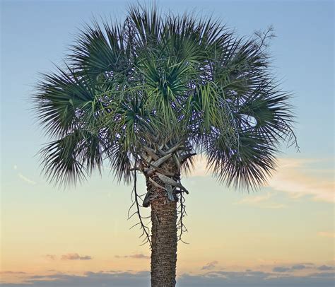 Palmetto Palm Tree South Carolina Gracia Gunther