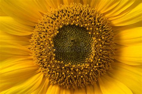 Sunflower Stigma And Style Stock Photo Image Of Compositae