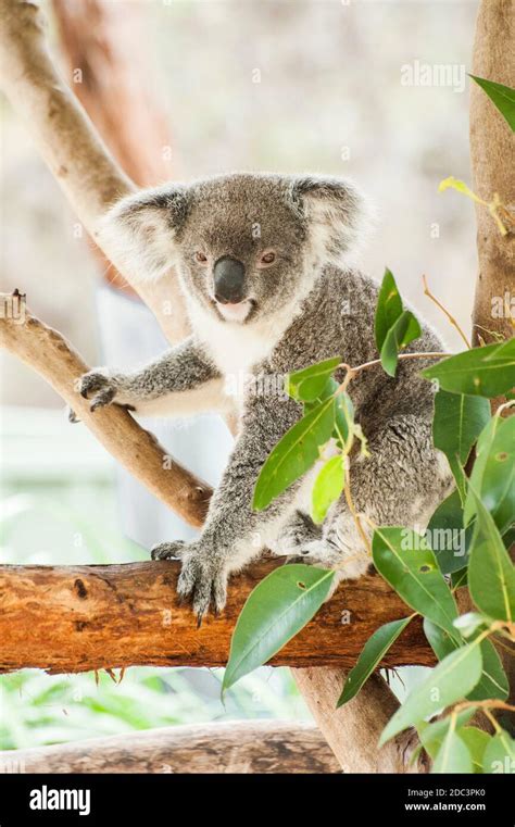 Beautiful Koala Bear Phascolarctos Cinereus Sitting On The Gum Tree