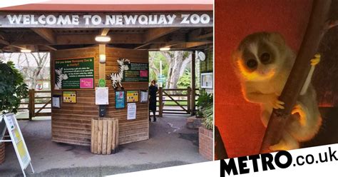 Adorable Baby Gray Slender Loris Born At Newquay Zoo Metro News