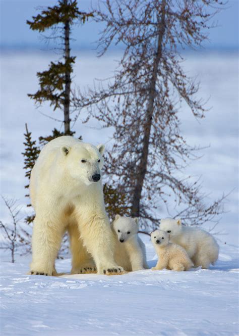 Mother Polar Bear With Three Cubs Photograph By Keren Su Fine Art America
